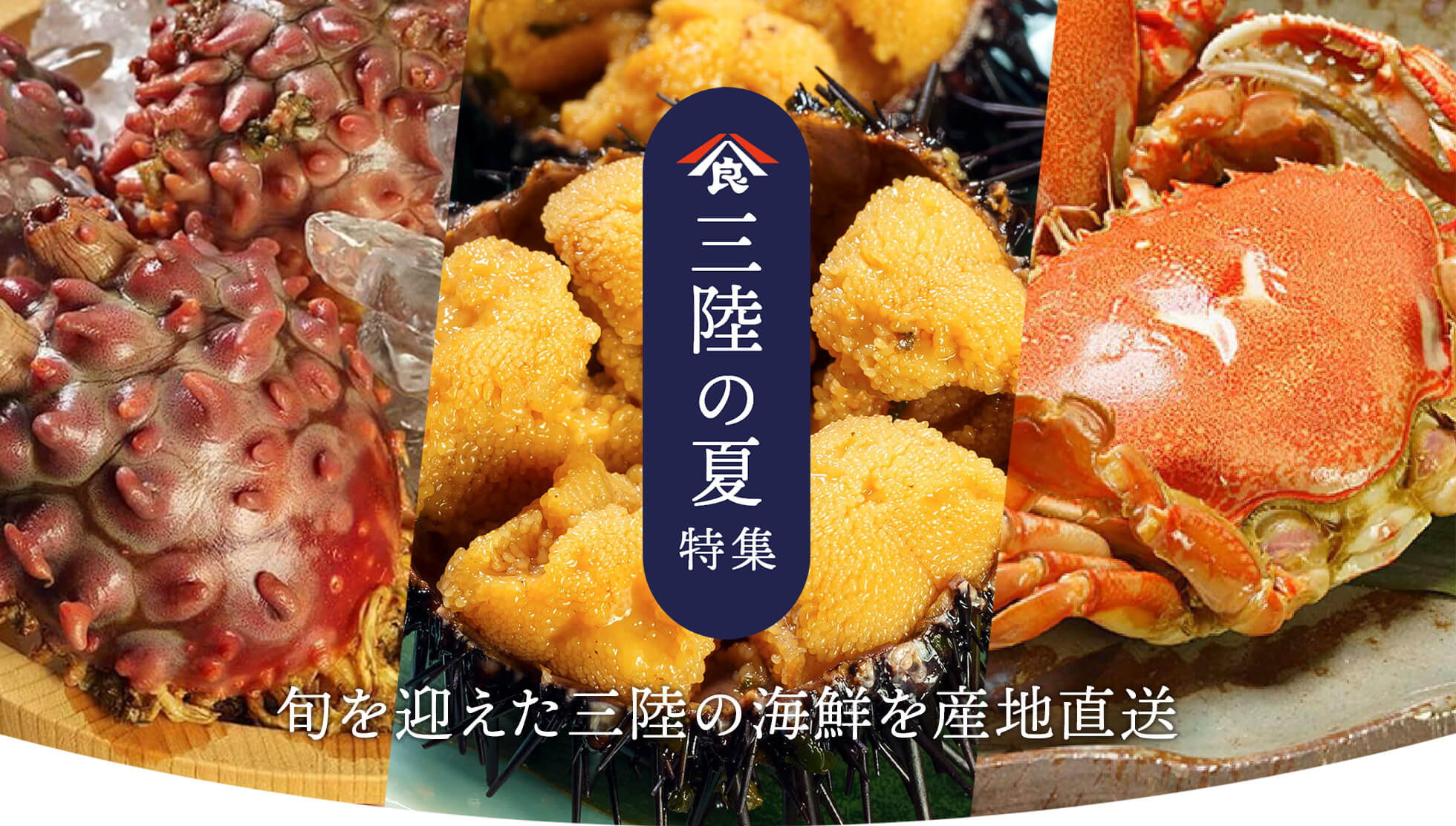 三陸の夏特集