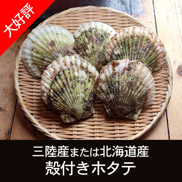 三陸産または北海道産 殻付きホタテ