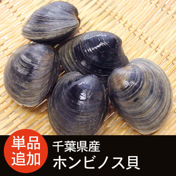 千葉県産 ホンビノス貝