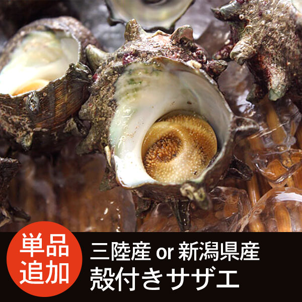 三陸産または新潟県産 殻付きサザエ