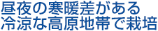 昼夜の寒暖差がある冷涼な高原地帯で栽培