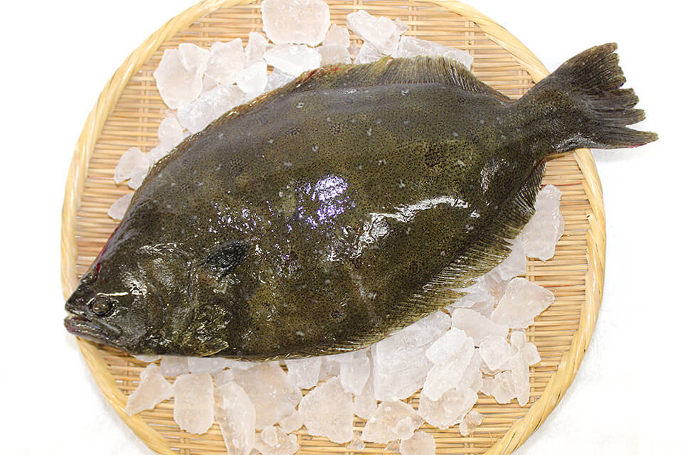 青森県の「県魚」天然ヒラメ