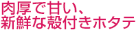 肉厚で甘い、新鮮な殻付きホタテ