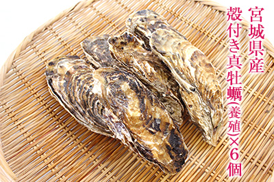 宮城県産　殻付き真牡蠣(養殖)×6個