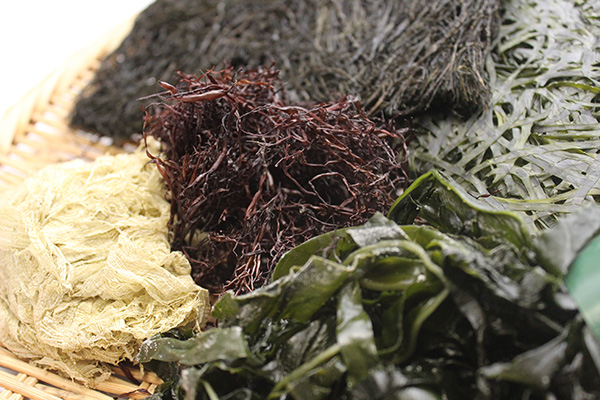 三陸の大自然が育んだ絶品の海藻5種類