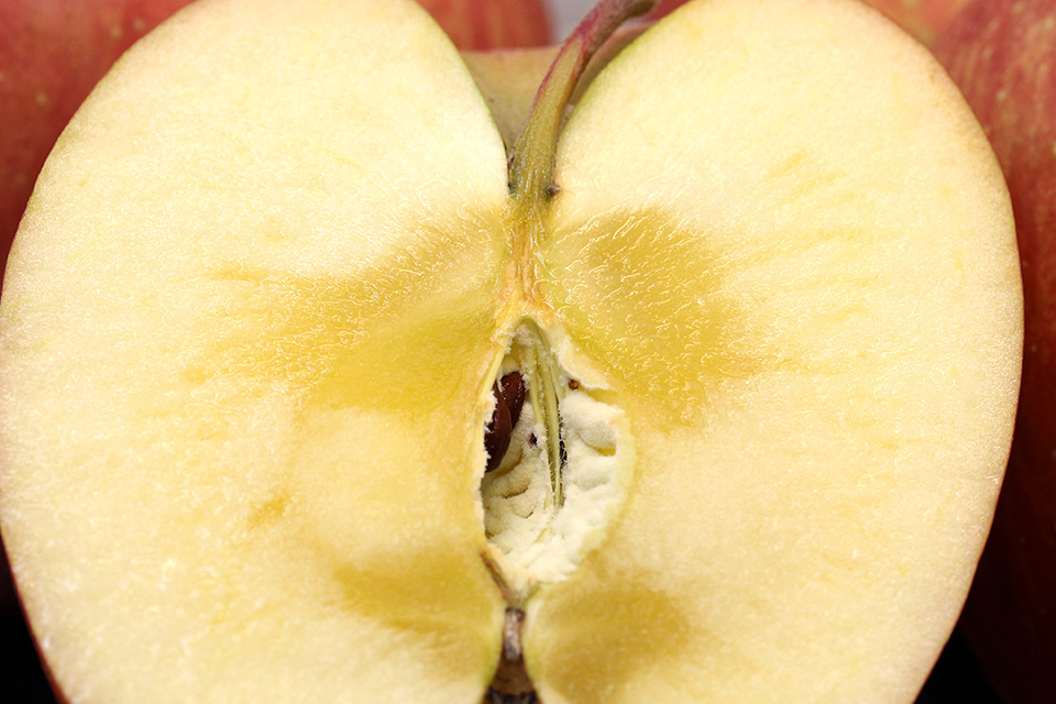 通常のりんごに比べ、段違いの糖度