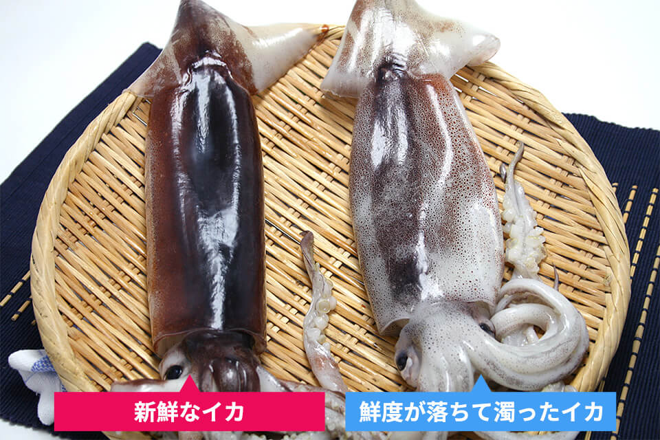 八食センターオンラインショップ 八戸または三沢産 生真イカ スルメイカ