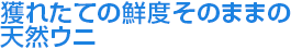 獲れたての鮮度そのままの天然ウニ