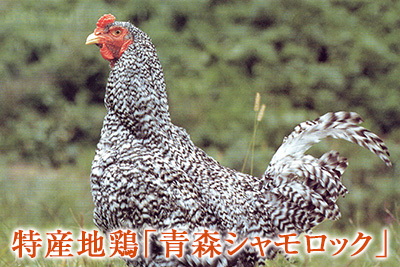 特産地鶏「青森シャモロック」