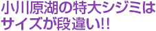 小川原湖の特大シジミはサイズが段違い!!