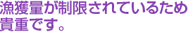 漁獲量が制限されているため貴重です。