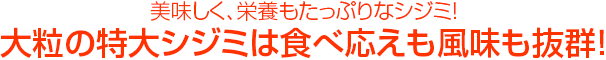 美味しく、栄養もたっぷりなシジミ!大粒の特大シジミは食べ応えも風味も抜群!