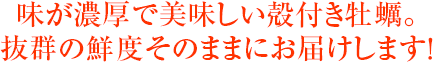 味が濃厚で美味しい殻付き牡蠣。抜群の鮮度そのままにお届けします!