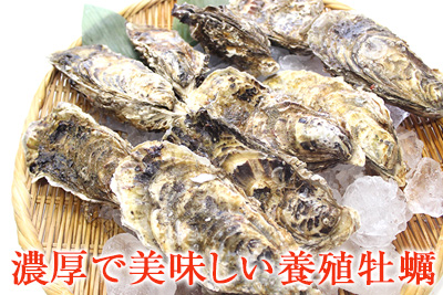 濃厚で美味しい養殖牡蠣